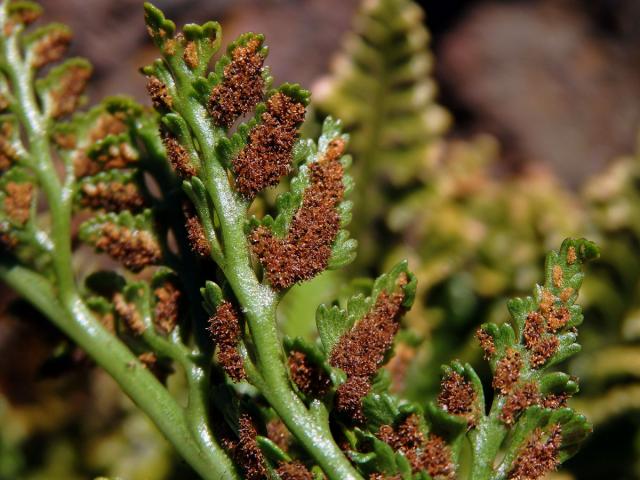 Sleziník netíkovitý (Asplenium adiantum-nigrum L.)