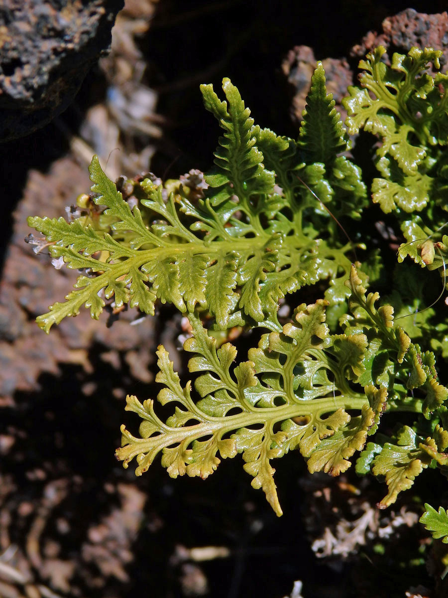 Sleziník netíkovitý (Asplenium adiantum-nigrum L.)