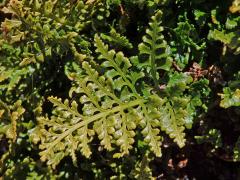 Sleziník netíkovitý (Asplenium adiantum-nigrum L.)