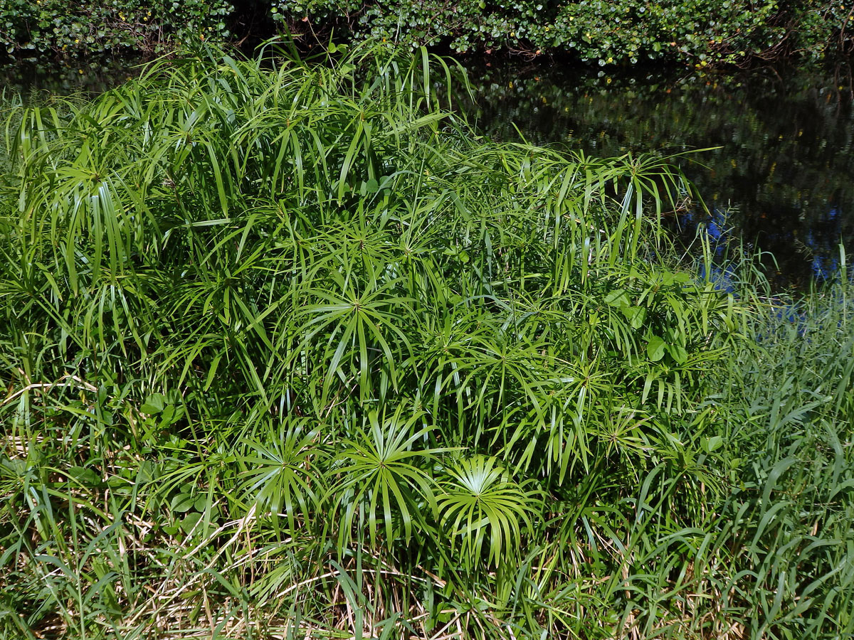 Šáchor (Cyperus involucratus Rottb.)