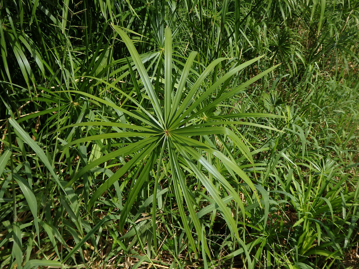 Šáchor (Cyperus involucratus Rottb.)