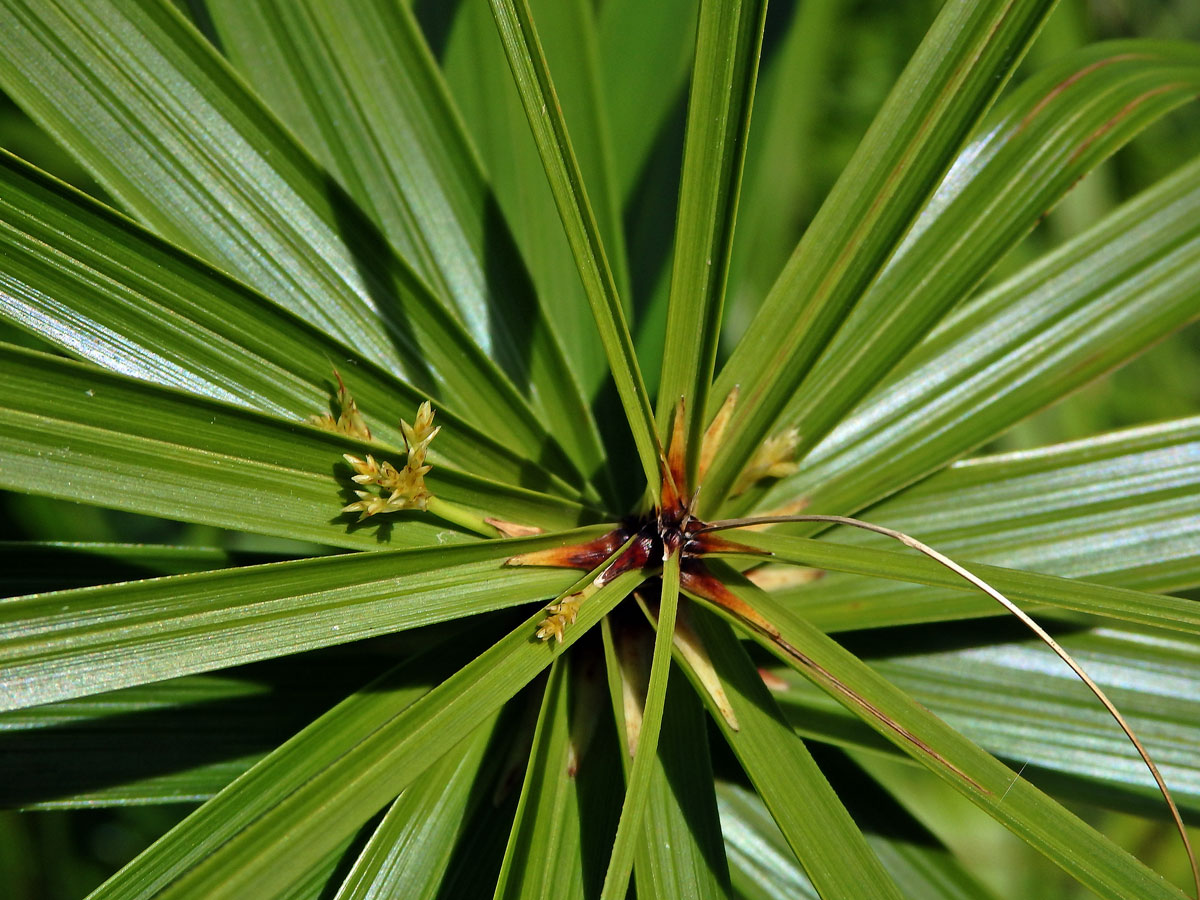 Šáchor (Cyperus involucratus Rottb.)