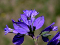 Vítod obecný (Polygala vulgaris L.)