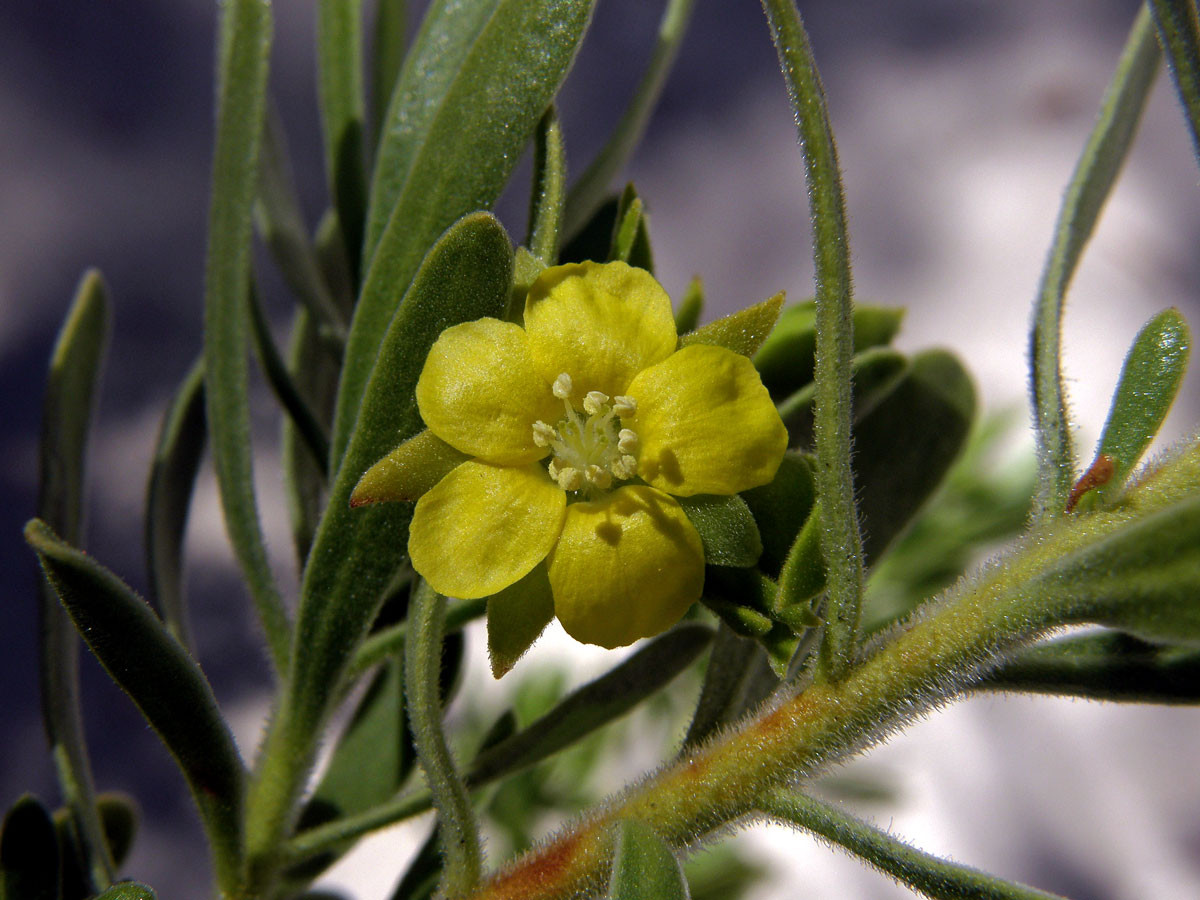 Suriana maritima L.