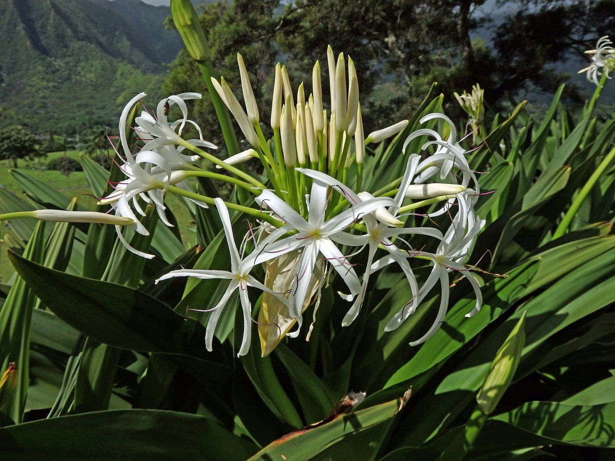 Křín (Crinum asiaticum L.)