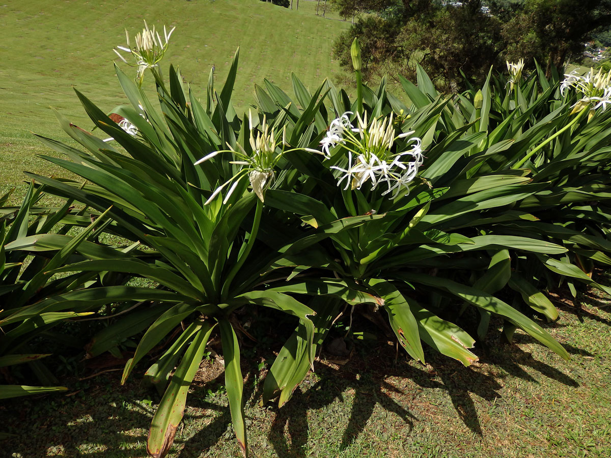 Křín (Crinum asiaticum L.)