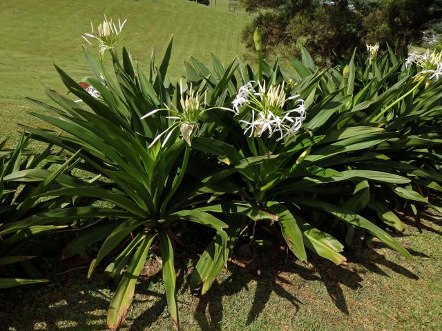 Křín (Crinum asiaticum L.)