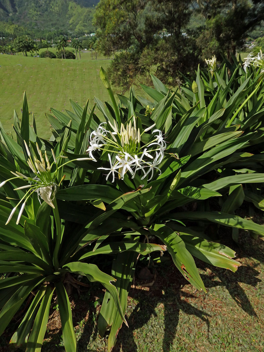 Křín (Crinum asiaticum L.)