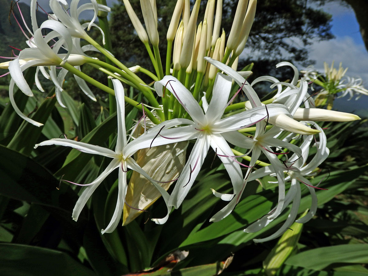 Křín (Crinum asiaticum L.)