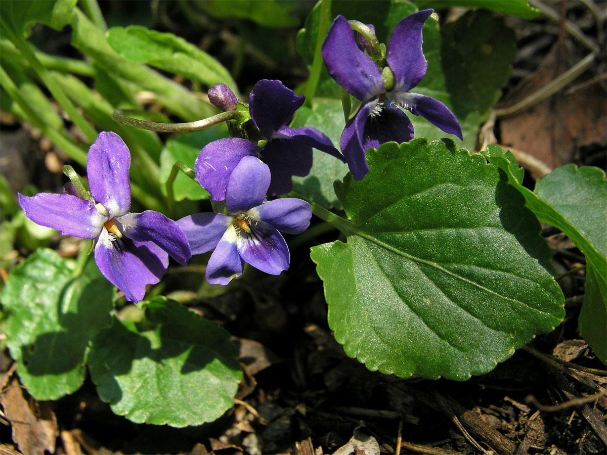 Violka vonná (Viola odorata L.)