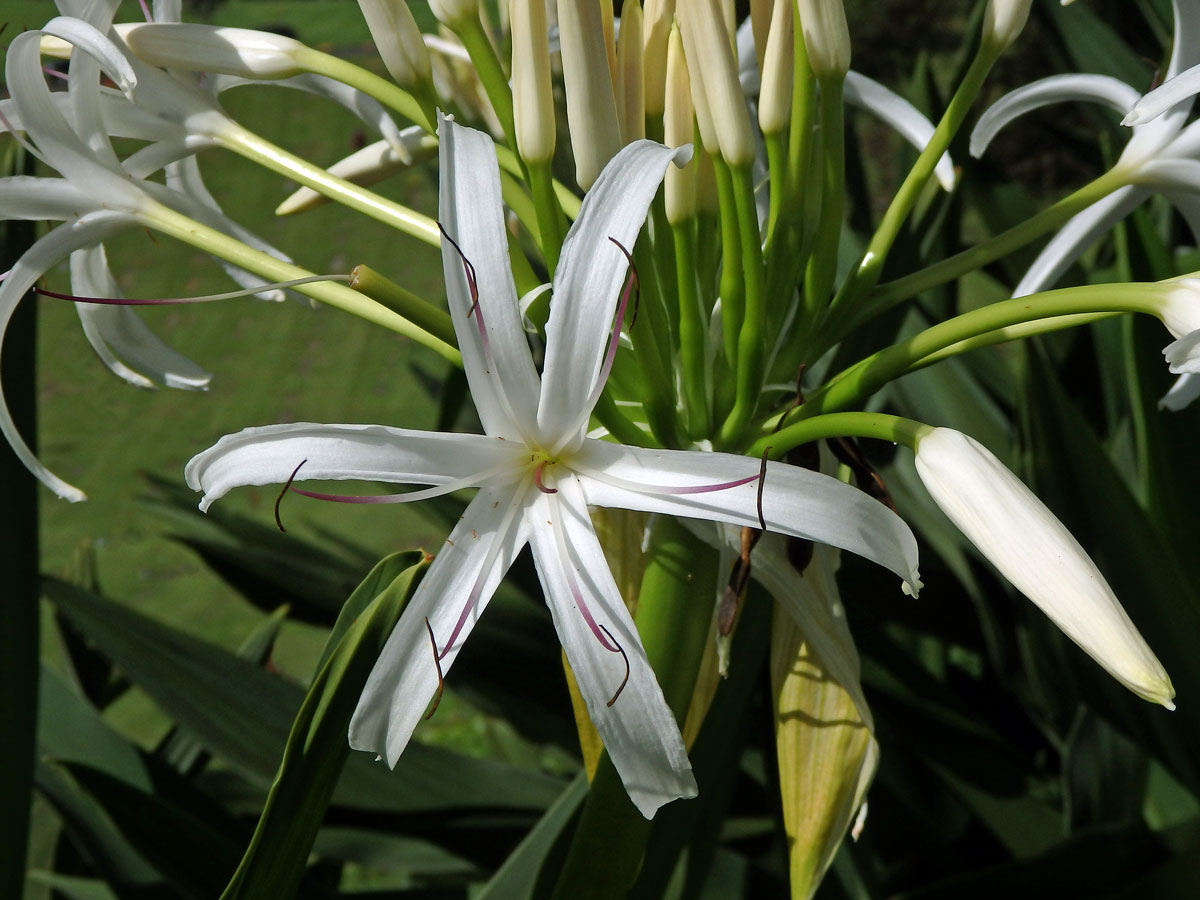 Křín (Crinum asiaticum L.)