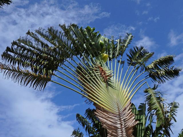 Ravenala madagascariensis Sonnerat