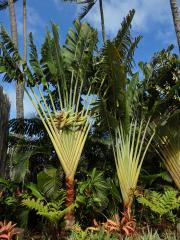 Ravenala madagascariensis Sonnerat