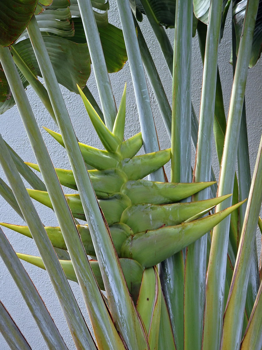 Ravenala madagascariensis Sonnerat