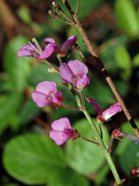 Stužkovec (Desmodium incanum DC.)