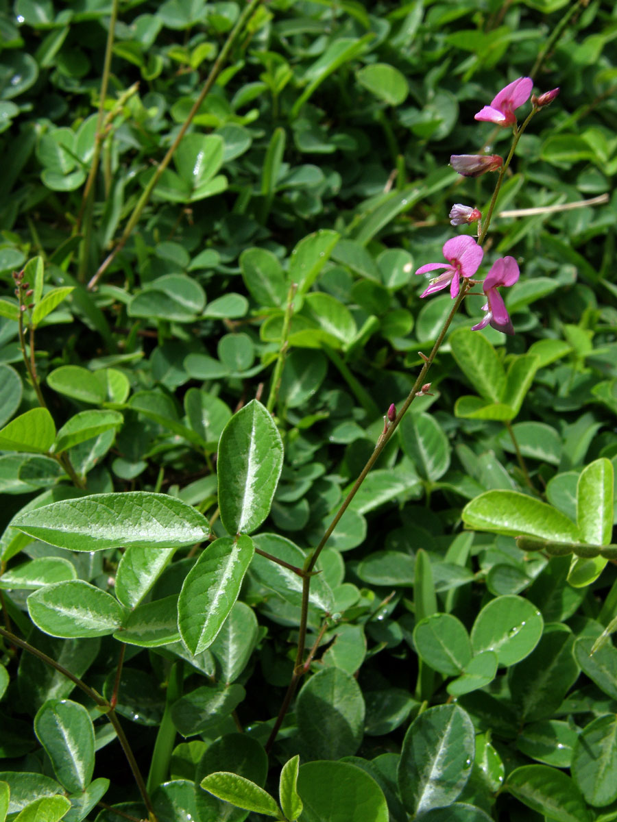 Stužkovec (Desmodium incanum DC.)