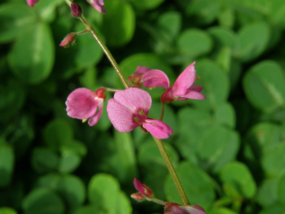 Stužkovec (Desmodium incanum DC.)