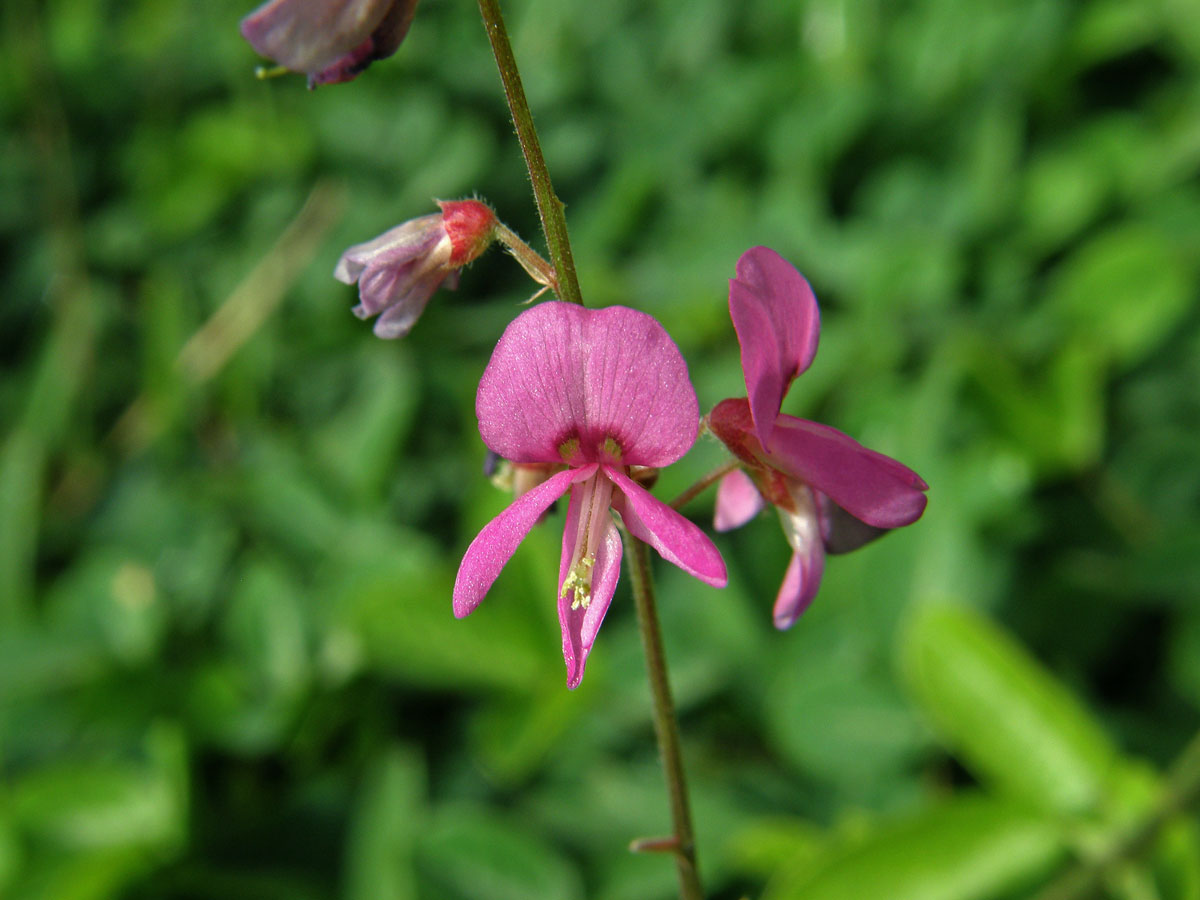 Stužkovec (Desmodium incanum DC.)