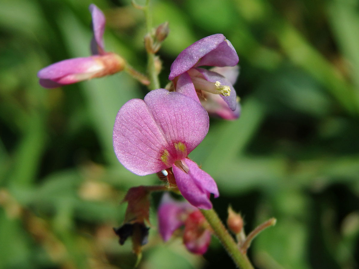 Stužkovec (Desmodium incanum DC.)