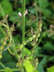 Stužkovec (Desmodium incanum DC.)