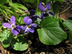 Čeleď: Violkovité (Violaceae Batsch)