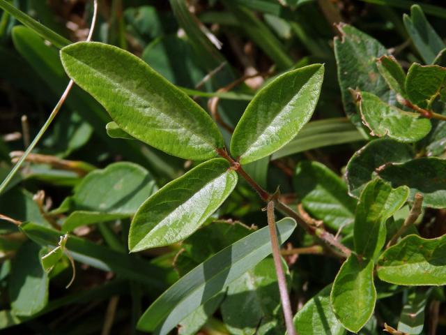 Stužkovec (Desmodium incanum DC.)