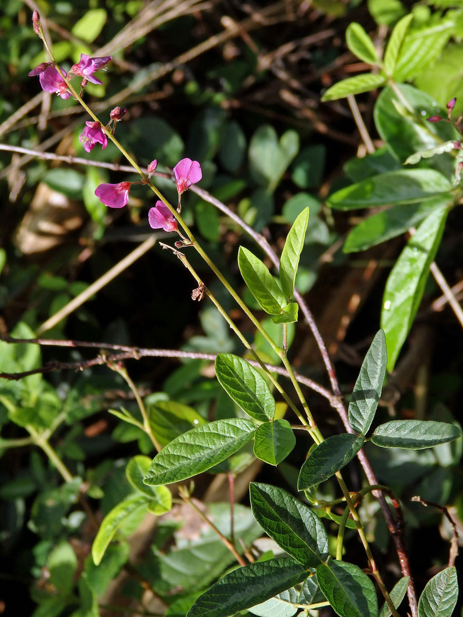 Stužkovec (Desmodium incanum DC.)