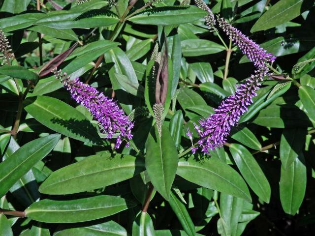 Hebe Andersonova (Veronica × andersonii Lindl. & Paxton)