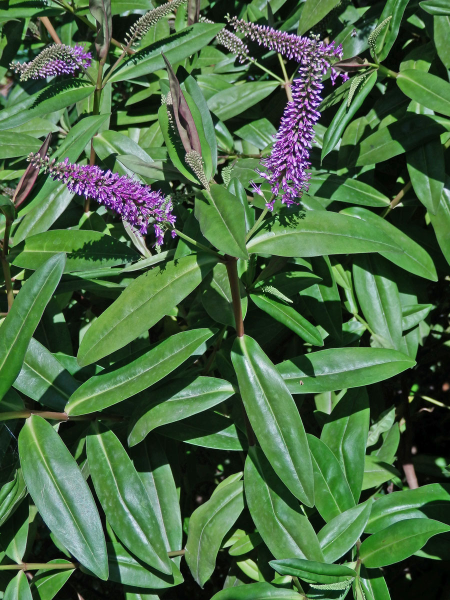 Hebe Andersonova (Veronica × andersonii Lindl. & Paxton)