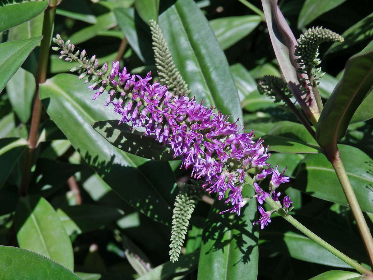 Hebe Andersonova (Veronica × andersonii Lindl. & Paxton)