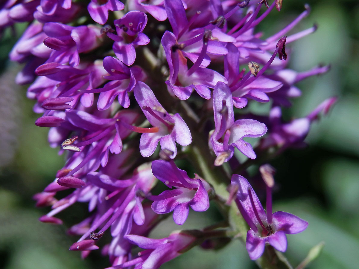 Hebe Andersonova (Veronica × andersonii Lindl. & Paxton)