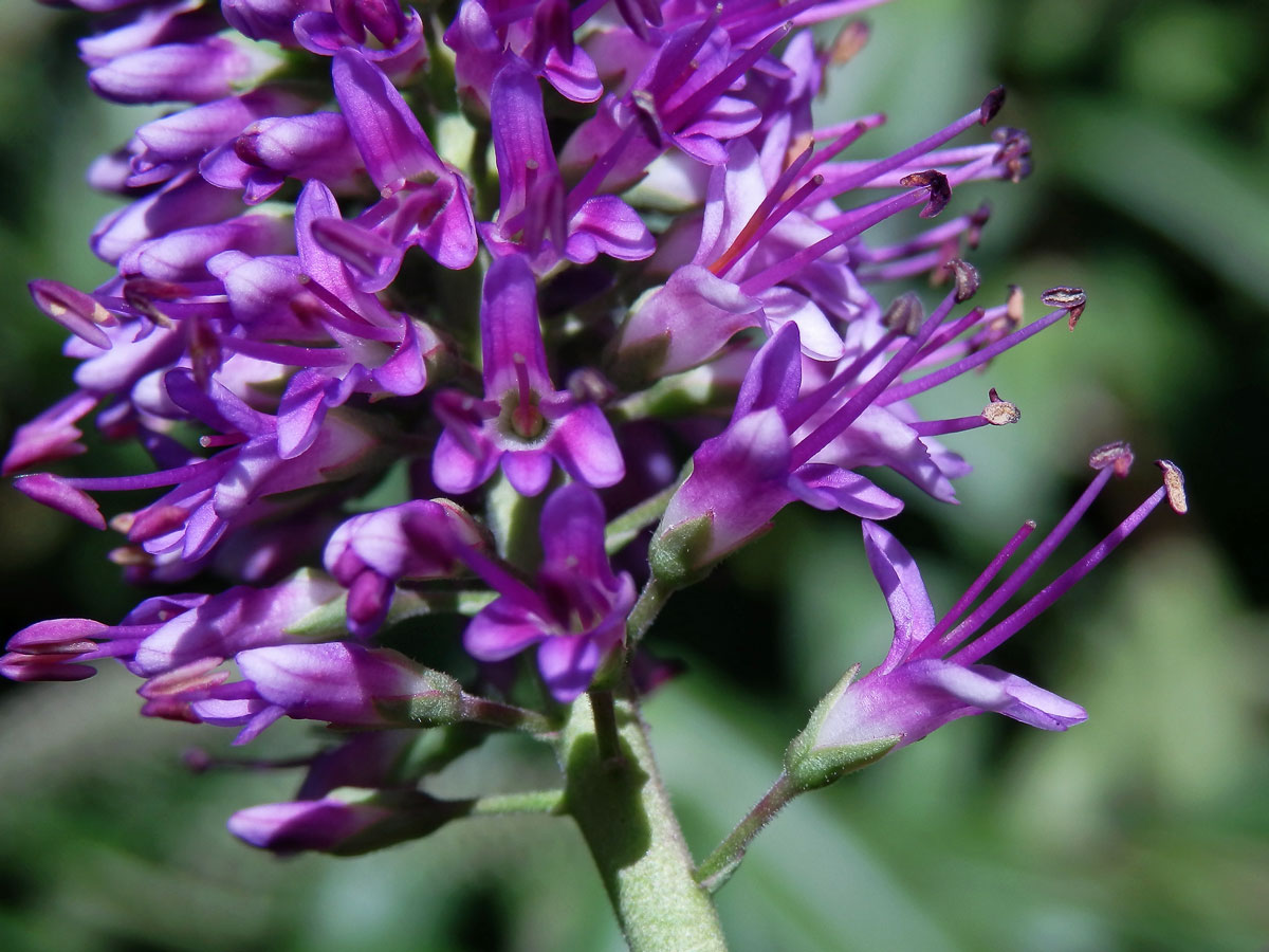 Hebe Andersonova (Veronica × andersonii Lindl. & Paxton)