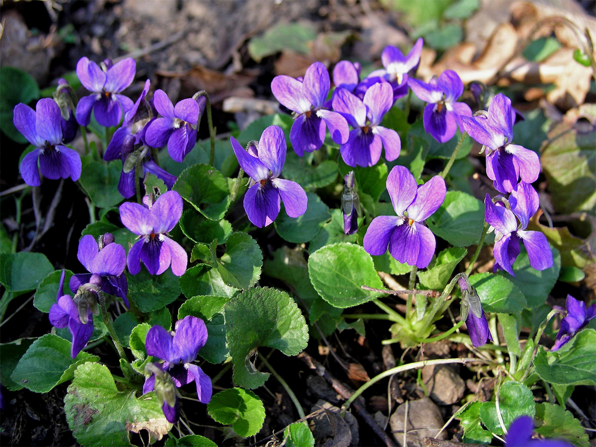 Violka vonná (Viola odorata L.)