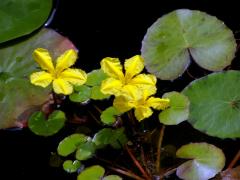 Plavín štítnatý (Nymphoides peltata (S. G. Gmel.) O. Kuntze)