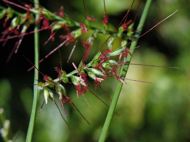 Oplismenus compositus (L.) Beauv.