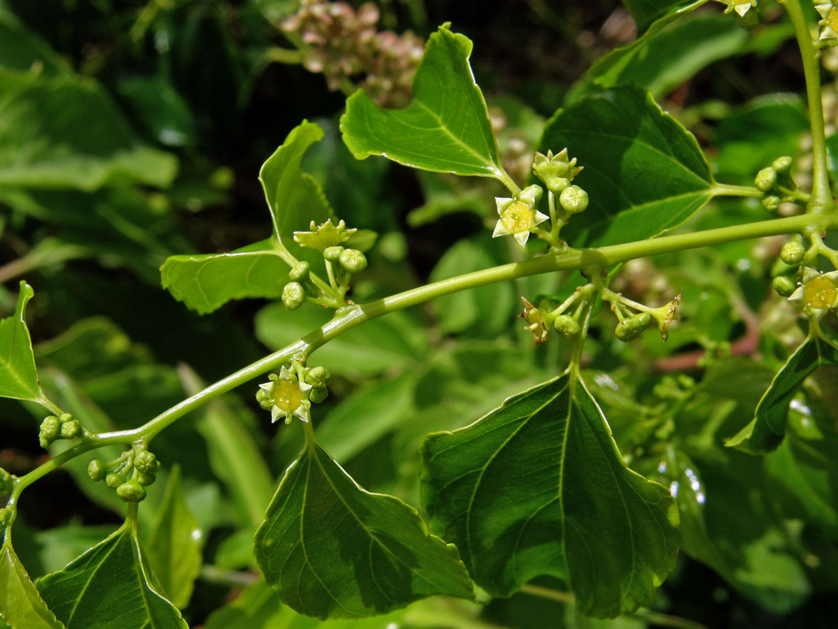 Colubrina asiatica (L.) Brongn.