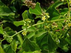 Colubrina asiatica (L.) Brongn.  