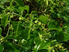 Colubrina asiatica (L.) Brongn.