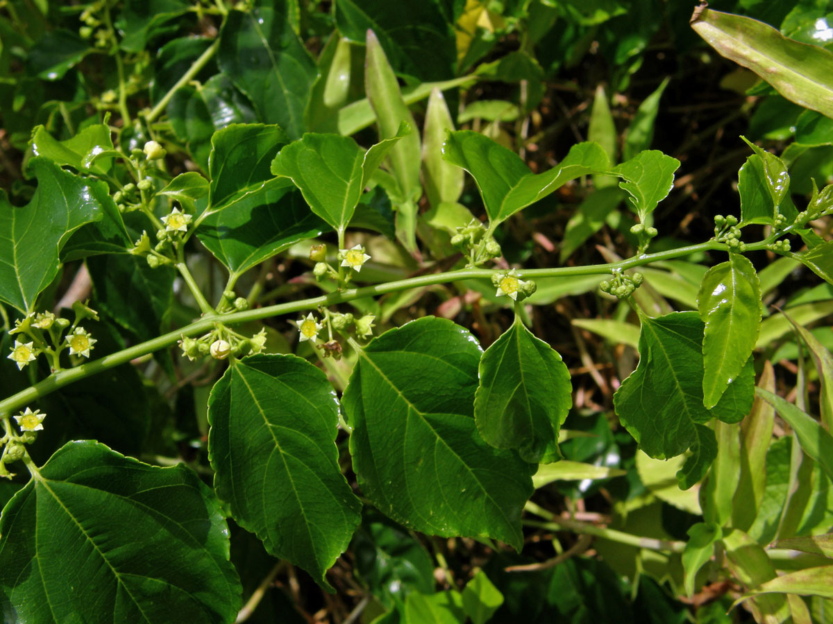 Colubrina asiatica (L.) Brongn.