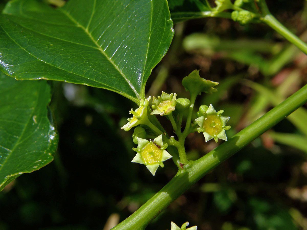 Colubrina asiatica (L.) Brongn.