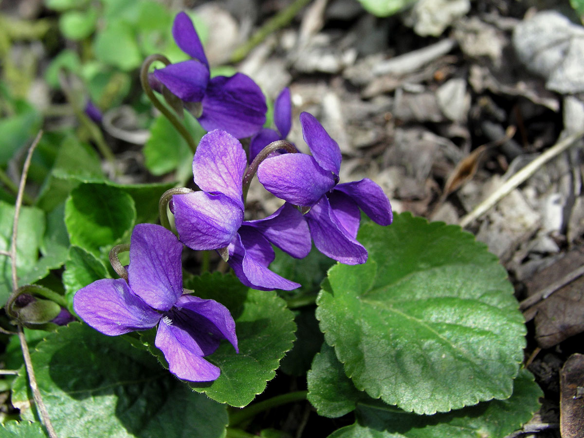 Violka vonná (Viola odorata L.)