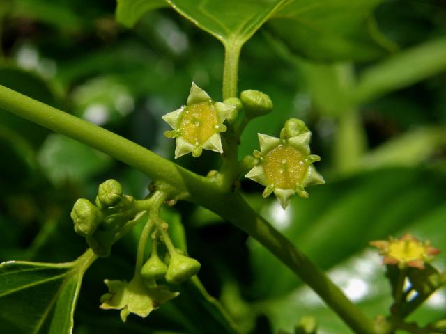 Colubrina asiatica (L.) Brongn.