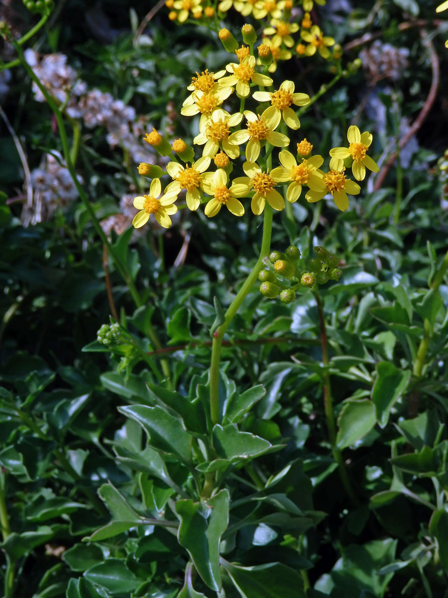 Starček hranatý (Senecio angulatus L. f.)