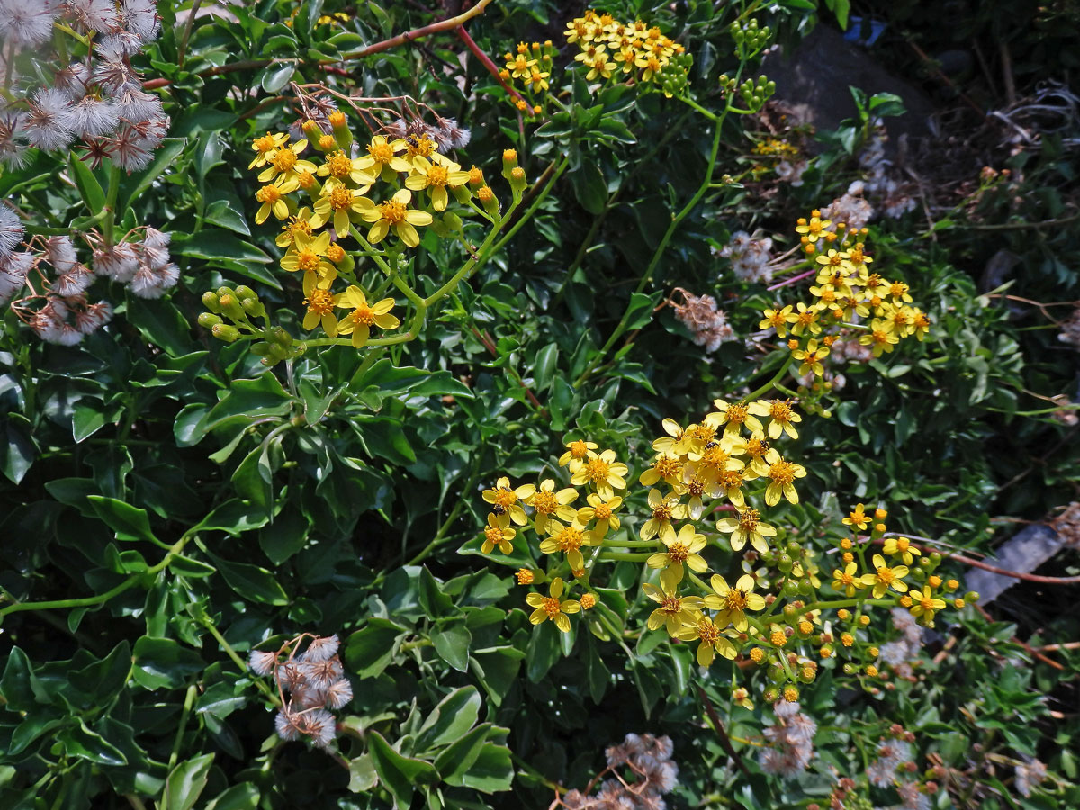 Starček hranatý (Senecio angulatus L. f.)