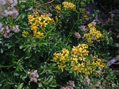 Starček hranatý (Senecio angulatus L. f.)