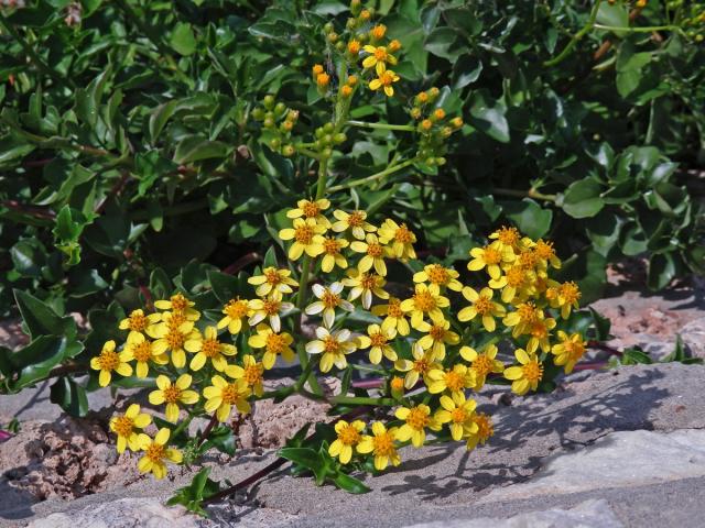 Starček hranatý (Senecio angulatus L. f.)