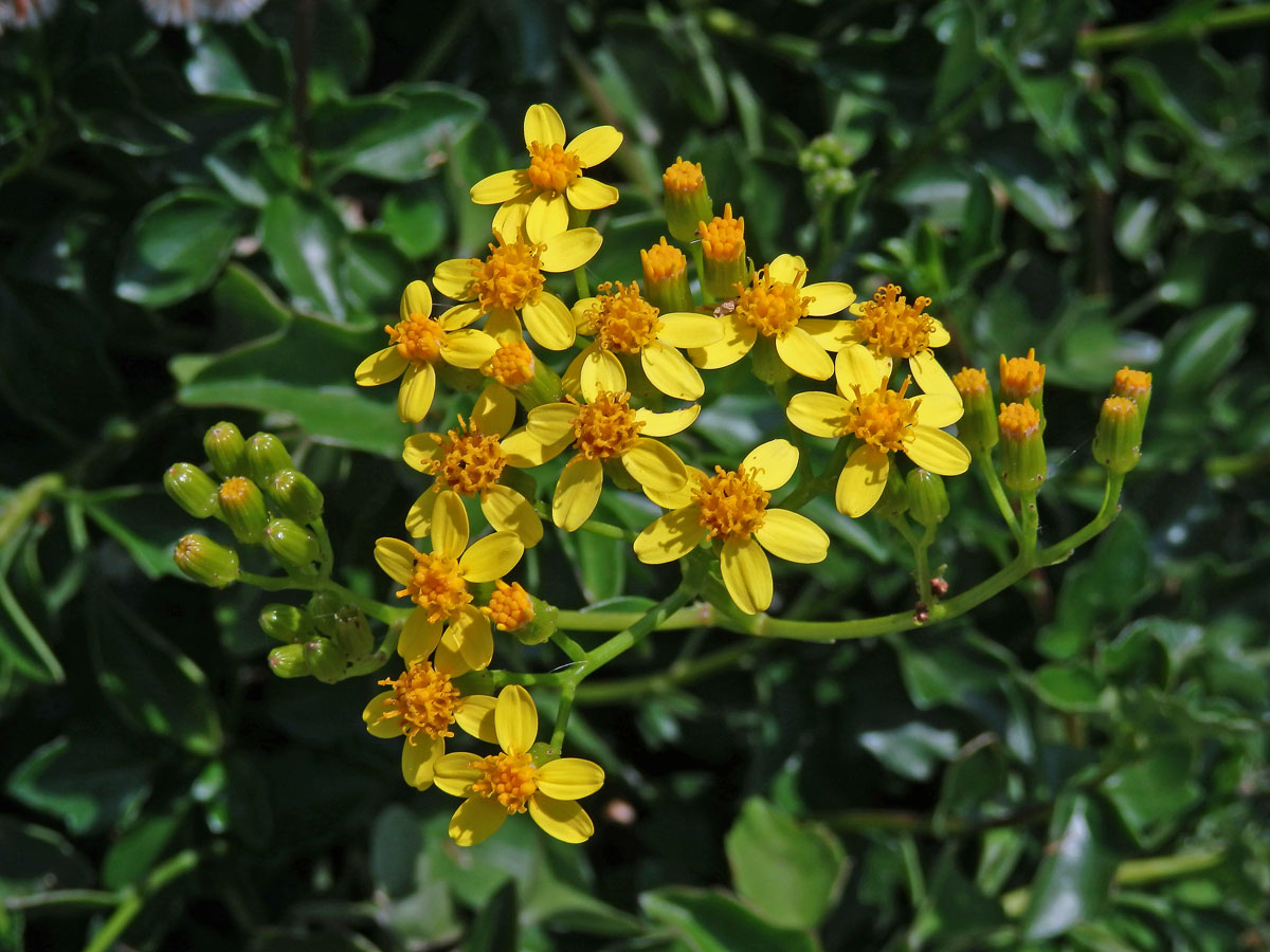 Starček hranatý (Senecio angulatus L. f.)