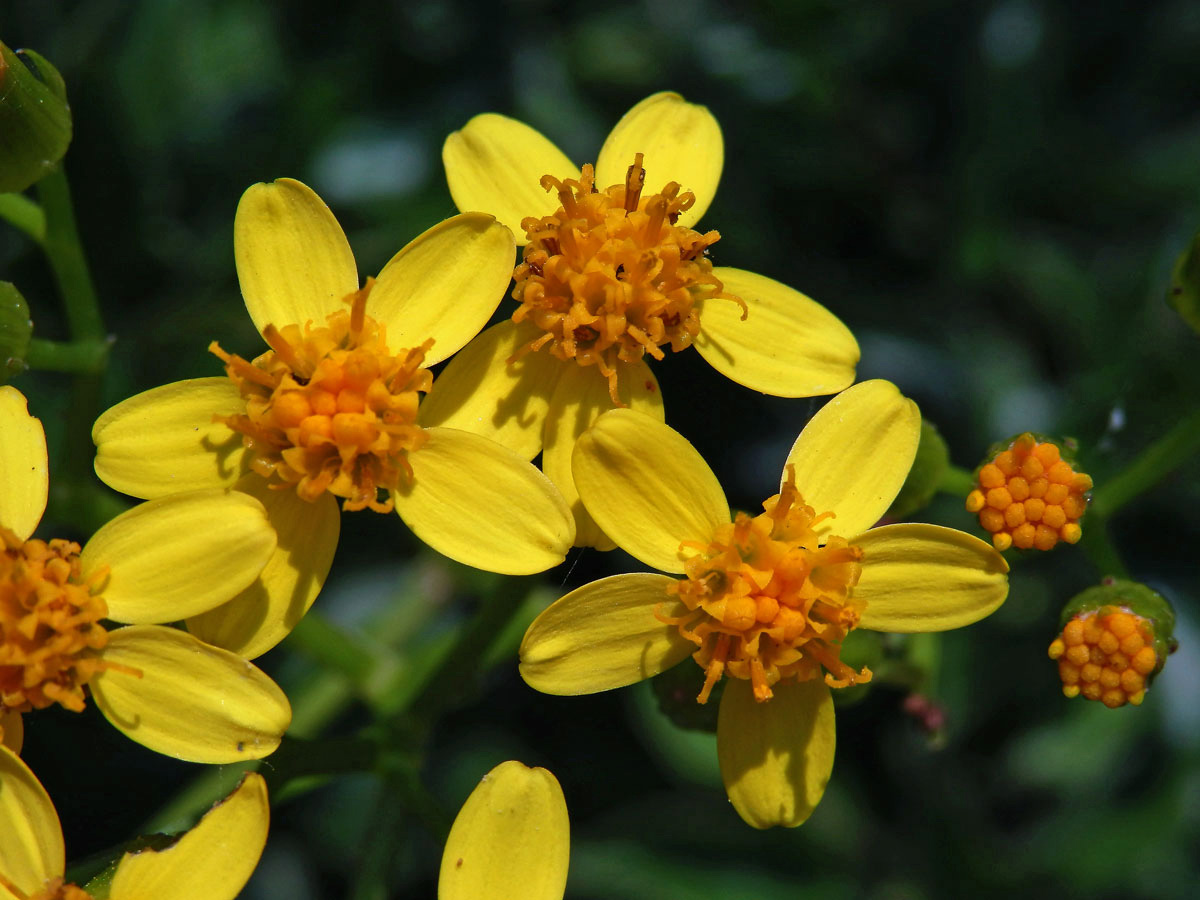 Starček hranatý (Senecio angulatus L. f.)