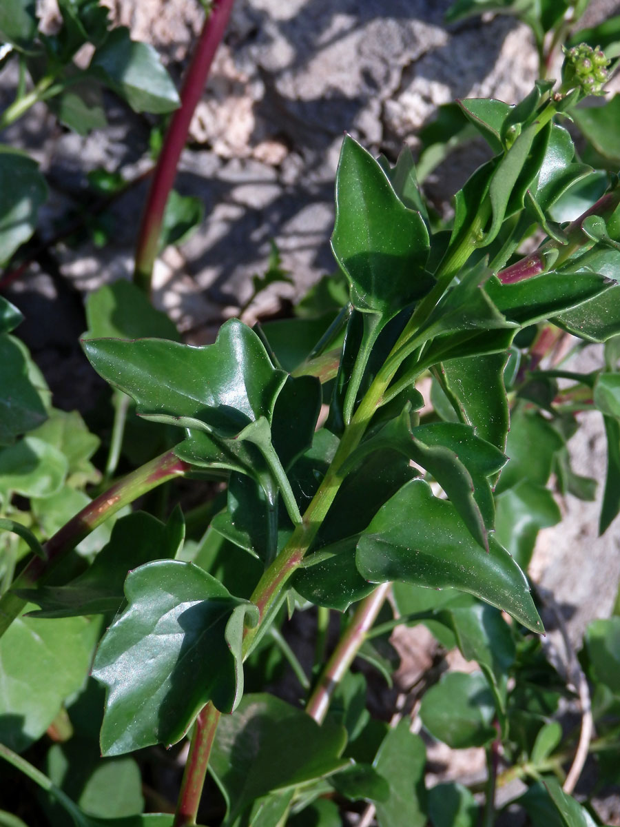 Starček hranatý (Senecio angulatus L. f.)