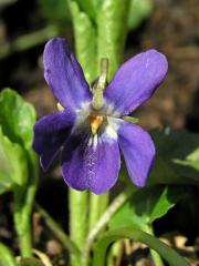Violka vonná (Viola odorata L.)